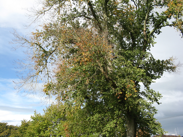 Scotch elm- Cambridge Tree Trust